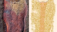 Calvapilosa kroegeri from the Lower Ordovician epoch (Tremadocian age) Fezouata Formation, near Zagora, Morocco: part, imaged and illuminated from north west (left), interpretative drawing (right). Image credit: Jakob Vinther et al, doi: 10.1038/nature21055.