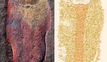 Calvapilosa kroegeri from the Lower Ordovician epoch (Tremadocian age) Fezouata Formation, near Zagora, Morocco: part, imaged and illuminated from north west (left), interpretative drawing (right). Image credit: Jakob Vinther et al, doi: 10.1038/nature21055.