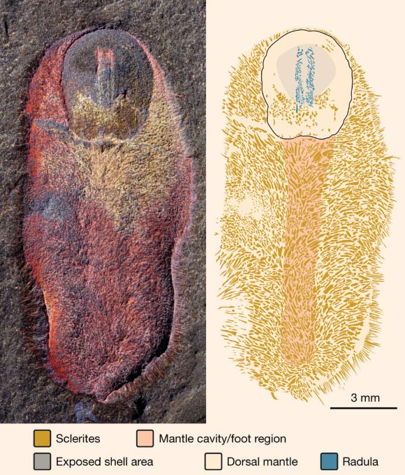 Calvapilosa kroegeri from the Lower Ordovician epoch (Tremadocian age) Fezouata Formation, near Zagora, Morocco: part, imaged and illuminated from north west (left), interpretative drawing (right). Image credit: Jakob Vinther et al, doi: 10.1038/nature21055.