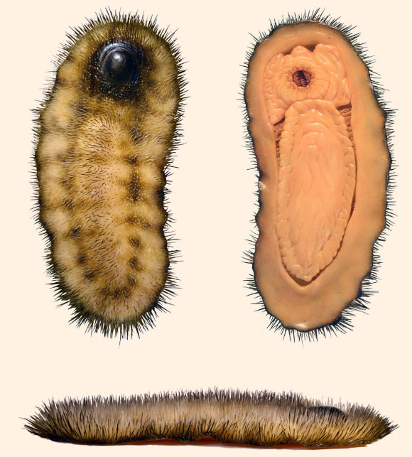 Reconstruction of Calvapilosa kroegeri, juvenile. Color scheme is speculative, whereas soft tissues are inferred by phylogenetic bracketing. Image credit: Jakob Vinther et al, doi: 10.1038/nature21055.