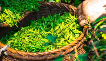 According to Kathrin Andrich et al, the Epigallocatechin gallate -- a compound found in green tea leaves -- may be of particular benefit to patients struggling with multiple myeloma and amyloidosis. Image credit: Ascyrafft Adnan.