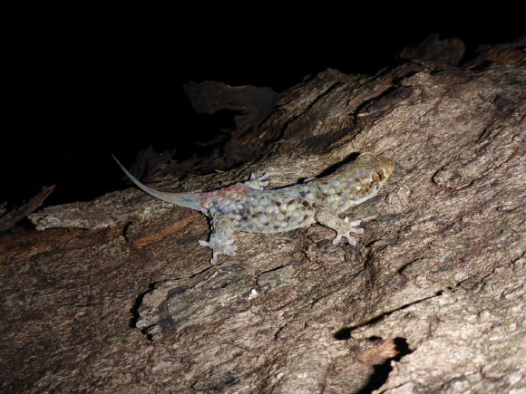 Geckolepis megalepis in life. Image credit: Frank Glaw.