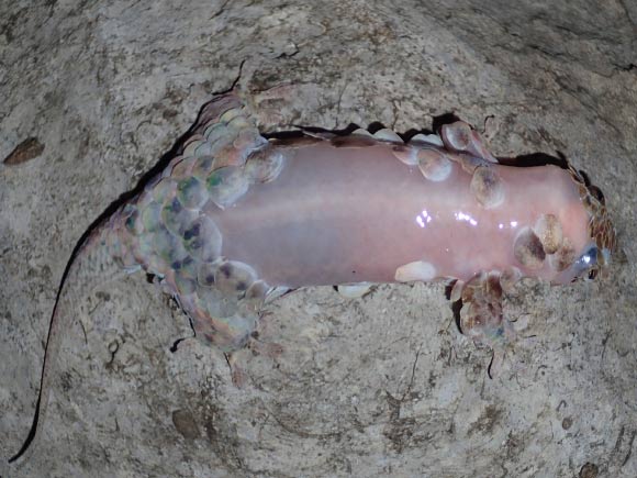Denuded Geckolepis megalepis; when grasped by a predator, fish-scale geckos lose not just their scales but also the skin underneath; this bizarre behavior is apparently very important in helping them escape. Image credit: Frank Glaw.