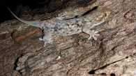Geckolepis megalepis in life. Image credit: Frank Glaw.