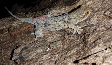 Geckolepis megalepis in life. Image credit: Frank Glaw.
