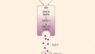 Model depicting the FLP-7/NPR-22 neuroendocrine axis that underlies the 5-HTergic control of body fat loss. In the nervous system, an integrated 5-HT and octopaminergic circuit stimulates body fat loss. In this study, we report the discovery of a tachykinin signalling system that underlies the 5-HTergic control of body fat loss in C. elegans. The FLP-7 neuroendocrine peptide is secreted from the ASI neurons in response to 5-HT and Oct-mediated signalling. The nutrient sensor AAK-2/AMPK acts in the ASI neurons via the CREB co-regulator CRTC-1 to regulate FLP-7 release in response to 5-HT-encoded signals of food availability. Upon release, FLP-7 acts in the intestine via the NPR-22/NK2R receptor to stimulate the ATGL-1 lipase, which drives fat loss. The identification of FLP-7 and NPR-22 addresses a long-standing question about the molecular basis of the central effects of 5-HT on fat loss in peripheral tissues. Image credit: Lavinia Palamiuc et al, doi: 10.1038/ncomms14237.