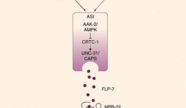 Model depicting the FLP-7/NPR-22 neuroendocrine axis that underlies the 5-HTergic control of body fat loss. In the nervous system, an integrated 5-HT and octopaminergic circuit stimulates body fat loss. In this study, we report the discovery of a tachykinin signalling system that underlies the 5-HTergic control of body fat loss in C. elegans. The FLP-7 neuroendocrine peptide is secreted from the ASI neurons in response to 5-HT and Oct-mediated signalling. The nutrient sensor AAK-2/AMPK acts in the ASI neurons via the CREB co-regulator CRTC-1 to regulate FLP-7 release in response to 5-HT-encoded signals of food availability. Upon release, FLP-7 acts in the intestine via the NPR-22/NK2R receptor to stimulate the ATGL-1 lipase, which drives fat loss. The identification of FLP-7 and NPR-22 addresses a long-standing question about the molecular basis of the central effects of 5-HT on fat loss in peripheral tissues. Image credit: Lavinia Palamiuc et al, doi: 10.1038/ncomms14237.