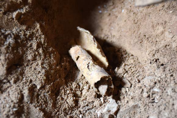 A piece of parchment to be processed for writing, found rolled up in a jug. Image credit: Casey L. Olson / Oren Gutfeld.