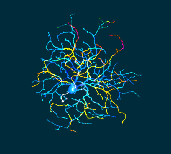 This image shows an ON Delayed retinal ganglion cell. Image credit: Adam Mani & Gregory W. Schwartz, Northwestern University.
