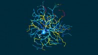 This image shows an ON Delayed retinal ganglion cell. Image credit: Adam Mani & Gregory W. Schwartz, Northwestern University.