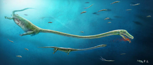 Artist’s reconstruction of Dinocephalosaurus showing the rough position of the embryo within the mother. Image credit: Dinghua Yang.