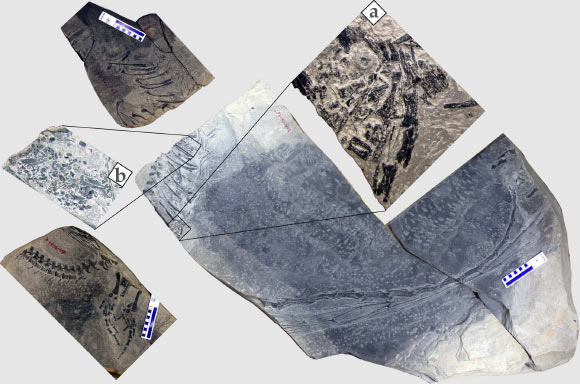 Photograph of the new Dinocephalosaurus specimen; the three separate blocks are arranged following their original positions in the field; (a) photo showing a close-up of the embryo preserved in the stomach region of the specimen; (b) photo showing a close-up of the perleidid fish preserved in the stomach region of the specimen. Image credit: J. Liu et al, doi: 10.1038/ncomms14445.