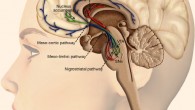 Dopaminergic system and reward processing: dopaminergic neurons are located in the midbrain structures substantia nigra (SNc) and the ventral tegmental area (VTA); their axons project to the striatum (caudate nucleus, putamen and ventral striatum including nucleus accumbens), the dorsal and ventral prefrontal cortex; the mesolimbic dopamine pathway mediates the psychopharmacology of reward, whether that is a natural high or a drug-induced high, and is sometimes referred to as the pleasure center of the brain, with dopamine as the pleasure neurotransmitter. Image credit: Oscar Arias-Carrion et al, doi: 10.1186/1755-7682-7-29.