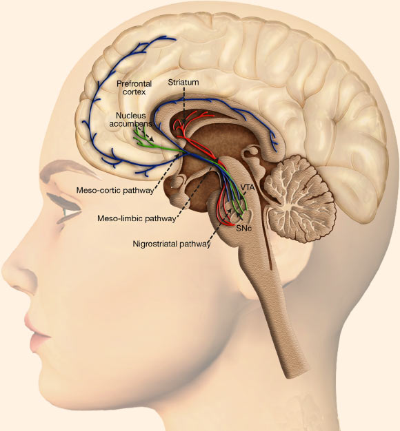 Dopaminergic system and reward processing: dopaminergic neurons are located in the midbrain structures substantia nigra (SNc) and the ventral tegmental area (VTA); their axons project to the striatum (caudate nucleus, putamen and ventral striatum including nucleus accumbens), the dorsal and ventral prefrontal cortex; the mesolimbic dopamine pathway mediates the psychopharmacology of reward, whether that is a natural high or a drug-induced high, and is sometimes referred to as the pleasure center of the brain, with dopamine as the pleasure neurotransmitter. Image credit: Oscar Arias-Carrion et al, doi: 10.1186/1755-7682-7-29.