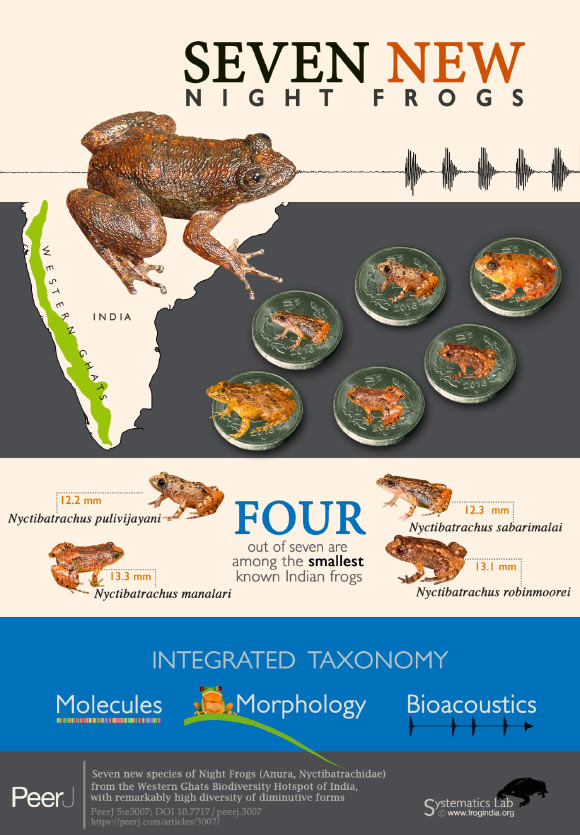 Seven new species of night frogs from the Western Ghats, India. Image credit: SD Biju.