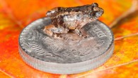 The 12.2-mm-long Nyctibatrachus robinmoorei sitting on the Indian 5-rupee coin (24 mm diameter) is one of the new species discovered from the Western Ghats of India. Image credit: SD Biju.