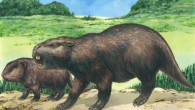 Isostylomys laurdillardi. Image credit: Andres Rinderknecht et al.
