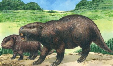 Isostylomys laurdillardi. Image credit: Andres Rinderknecht et al.