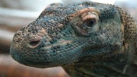 The Komodo dragon (Varanus komodoensis). Image credit: Jason Buchner.