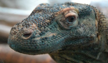 The Komodo dragon (Varanus komodoensis). Image credit: Jason Buchner.