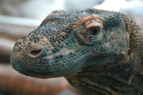 The Komodo dragon (Varanus komodoensis). Image credit: Jason Buchner.