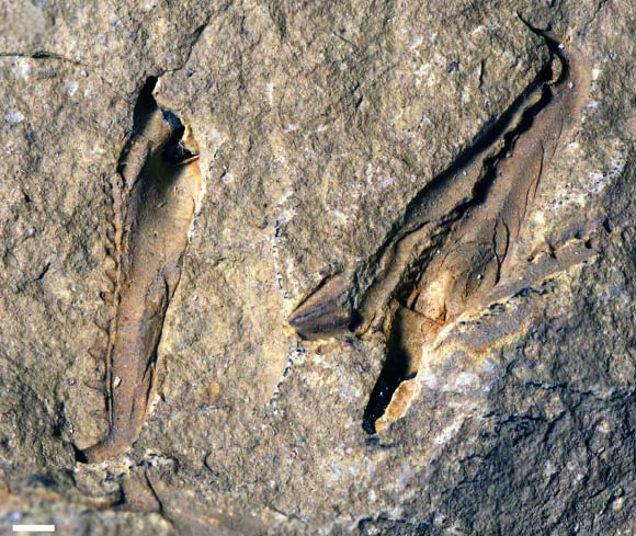 This is a photograph showing the holotype of Websteroprion armstrongi. Scale bar – 1 mm. Image credit: Luke Parry.