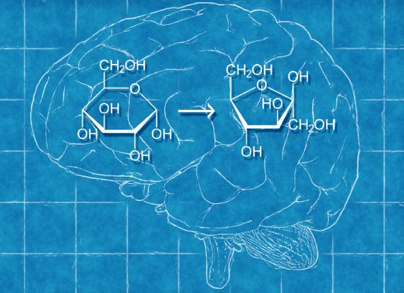 Fructose, a simple sugar, is generated in the human brain, according to Hwang et al. Image credit: Pete Linforth / Sci-News.com.