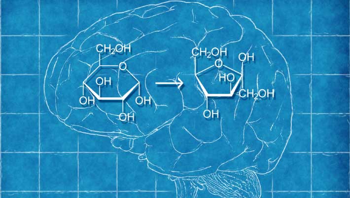 Study: Brain Produces Fructose from Glucose | Biology, Medicine | Sci ...