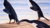 Artist’s impression of a group of Waimanu penguins on a beach in Paleocene Canterbury. Image credit: Chris Gaskin, Geology Museum, University of Otago.