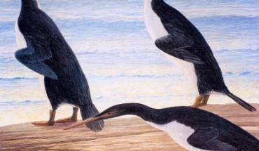 Artist’s impression of a group of Waimanu penguins on a beach in Paleocene Canterbury. Image credit: Chris Gaskin, Geology Museum, University of Otago.