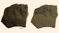 A block from Abri Cellier with identifiable representation: a mammoth. Image credit: Randall White et al, doi: 10.1016/j.quaint.2017.02.001.