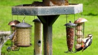 Watching birds near your home is good for mental health. Image credit: Tim Felce / CC BY-SA 2.0.