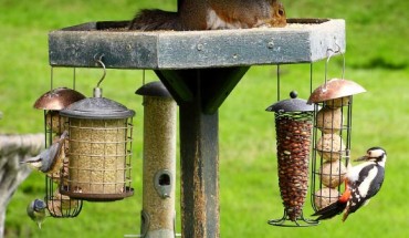 Watching birds near your home is good for mental health. Image credit: Tim Felce / CC BY-SA 2.0.
