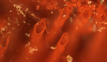 Hematite tubes from the NSB hydrothermal vent deposits that represent the oldest microfossils and evidence for life on Earth. Image credit: Matthew Dodd, University College London.