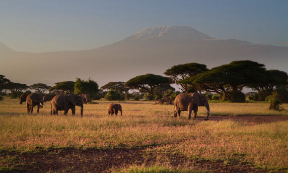 African elephants. Image credit: Ro Dobby.