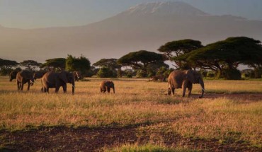 African elephants. Image credit: Ro Dobby.