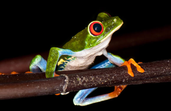 According to Yovanovich et al, frogs can see color in extreme darkness, down to the absolute threshold of the visual system. Image credit: Sonja Pauen / CC BY 2.0.