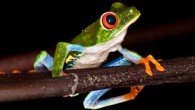 According to Yovanovich et al, frogs can see color in extreme darkness, down to the absolute threshold of the visual system. Image credit: Sonja Pauen / CC BY 2.0.