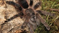 Avicularia merianae, female. Image credit: H.-W. Auer.