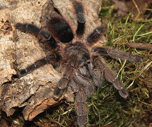Avicularia merianae, female. Image credit: H.-W. Auer.