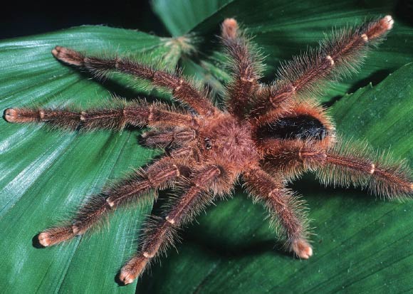 Avicularia lynnae, male from department of Loreto, Peru. Image credit: R.C. West.