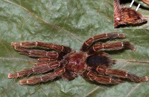 Avicularia caei, preserved male. Detail: lateral abdomen; arrow indicating stripes. Image credit: C.S. Fukushima.