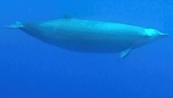 True’s beaked whales (Mesoplodon mirus). Image credit: Roland Edler, Duisburg Zoo.