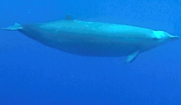 True’s beaked whales (Mesoplodon mirus). Image credit: Roland Edler, Duisburg Zoo.