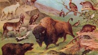 Castle-Miller et al have discovered how animals link the change in seasons to their fertility.