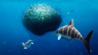 Ichthyosaurs. Image credit: Julio Lacerda.