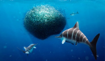 Ichthyosaurs. Image credit: Julio Lacerda.