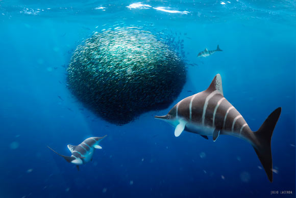 Ichthyosaurs. Image credit: Julio Lacerda.