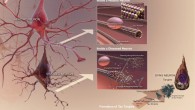 Indiana University Professor Hui-Chen Lu and co-authors have identified 24 compounds that increase the brain’s production of the enzyme NMNAT2, which helps prevent the formation of tau tangles associated with neurodegenerative disorders. Image credit: National Institute on Aging / National Institutes of Health.