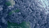 Lactobacillus reuteri bacteria (blue). Image credit: Alistair Walsham & Stephanie Schüller, doi: 10.3389/fmicb.2016.00244.